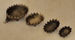 DSC_1000_resize.JPG